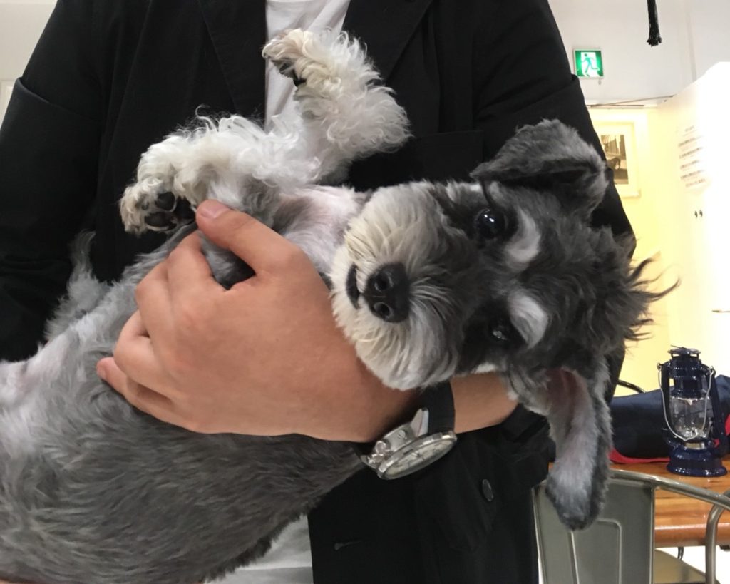 犬 シュナウザー わんちゃん