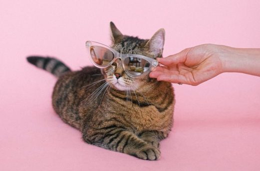 2022/2/22はスーパー猫の日！猫好き必見特集。 | 株式会社グローバル