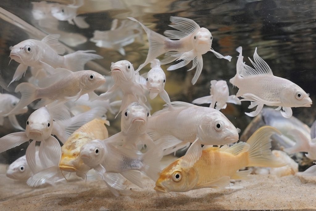 水族館、UWS AQUARIUM GA☆KYO、和風、雅やか、アクアリウム、お台場