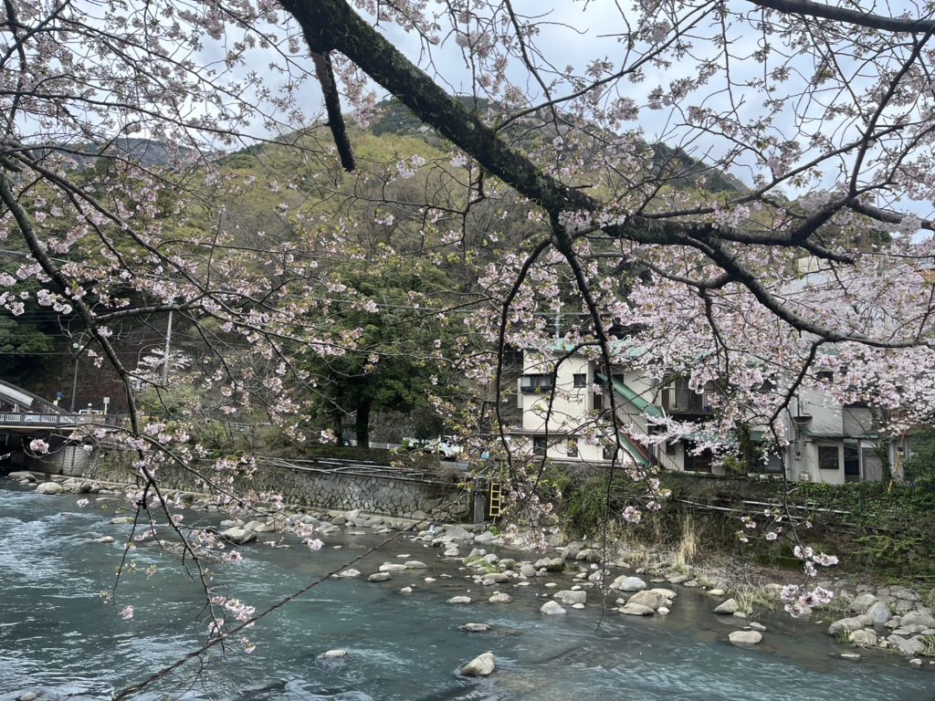 桜　早川の桜　さくら　箱根