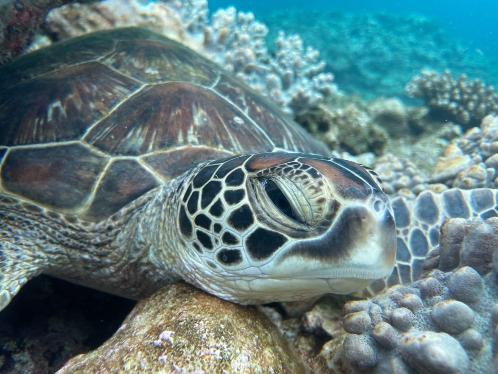 石垣島　沖縄　島　ウミガメ　海　シュノーケリング