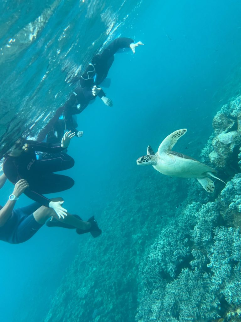 石垣島 沖縄 島 ウミガメ 海 シュノーケリング