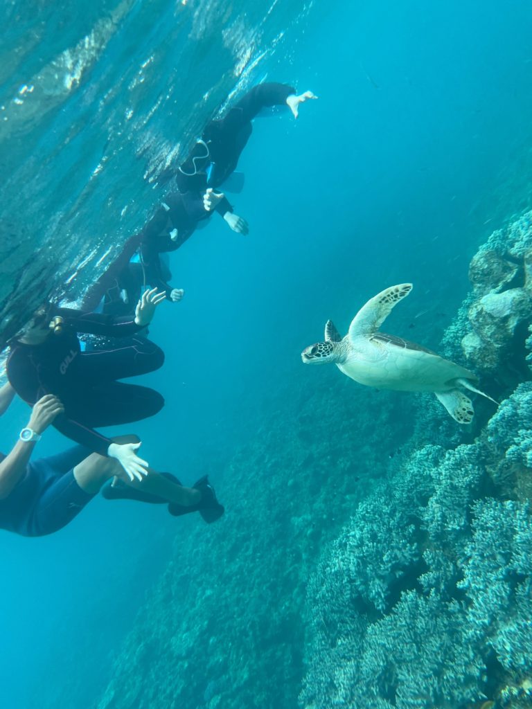 石垣島　沖縄　島　ウミガメ　海　シュノーケリング